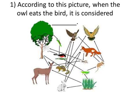1) According to this picture, when the owl eats the bird, it is considered _______.