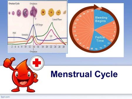Menstrual Cycle. NORMAL MENSTRUAL CYCLE mean duration of the MC Mean 28 days (only 15% of ♀) Range 21-35 average duration of menses 3-8 days normal estimated.