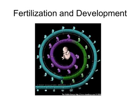 Fertilization and Development. Gamete formation Before sexual reproduction can occur, both male and female gametes need to be produced. They are formed.