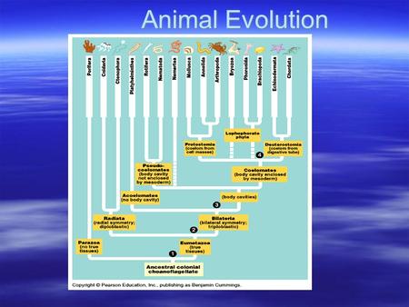 Animal Evolution. The Basics  Animals = multicellular, heterotrophic  Life history: – Sexual w/ flagellated sperm/nonmotile egg –Development: cleavage,