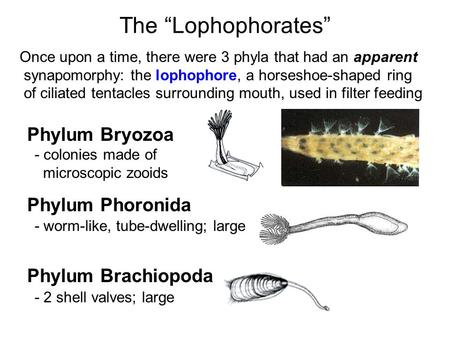 The “Lophophorates” Phylum Bryozoa Phylum Phoronida Phylum Brachiopoda