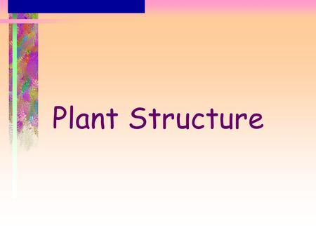 Plant Structure. Plant Body Plan The apical–basal pattern and the radial pattern are parts of the plant body plan They arise through orderly development.