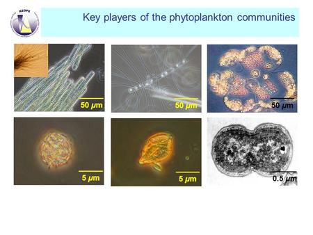 Key players of the phytoplankton communities 5 µm 50 µm 0.5 µm50 µm.