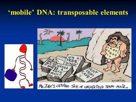 ‘mobile’ DNA: transposable elements. Transposable elements Discrete sequences in the genome that have the ability to translocate or copy itself across.
