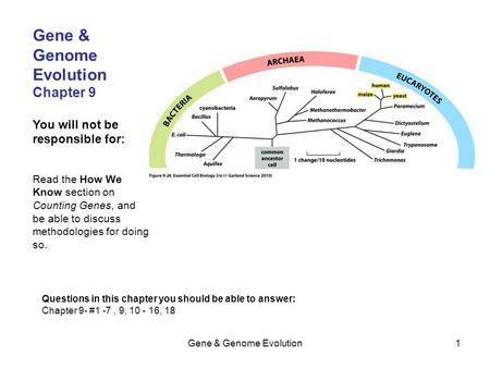 Gene & Genome Evolution1 Chapter 9 You will not be responsible for: Read the How We Know section on Counting Genes, and be able to discuss methodologies.