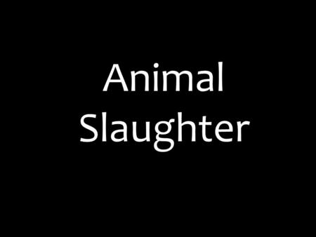 Animal Slaughter. Approximately one cow is killed every 20 seconds, 200 cows are killed per hour and 2000 cows are killed daily.