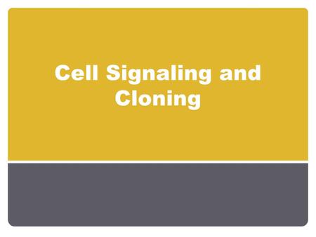 Cell Signaling and Cloning. How do cells differentiate? Determination 1. When a cell “chooses” a particular fate. 2. Happens via cell signaling or asymmetrical.