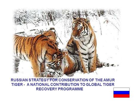 1 RUSSIAN STRATEGY FOR CONSERVATION OF THE AMUR TIGER - A NATIONAL CONTRIBUTION TO GLOBAL TIGER RECOVERY PROGRAMME.