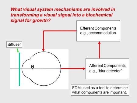 What visual system mechanisms are involved in transforming a visual signal into a biochemical signal for growth? Afferent Components e.g., “blur detector.