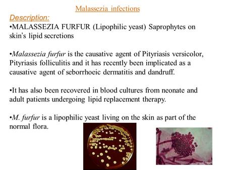 Malassezia infections Description: MALASSEZIA FURFUR (Lipophilic yeast) Saprophytes on skin ’ s lipid secretions Malassezia furfur is the causative agent.
