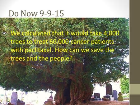 Do Now 9-9-15 We calculated that it would take 4,800 trees to treat 60,000 cancer patients with paclitaxel. How can we save the trees and the people?