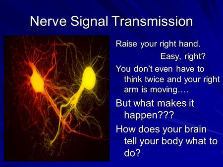 Nerve Signal Transmission Raise your right hand. Easy, right? You don’t even have to think twice and your right arm is moving…. But what makes it happen???