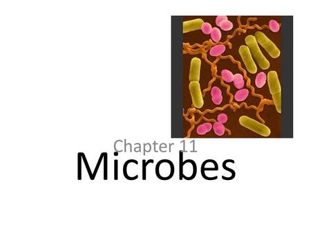 Microbes Chapter 11. What is a microbe? A microbe is an organism that can only be seen with the help of a microscope. Microbes include: – Viruses – Bacteria.