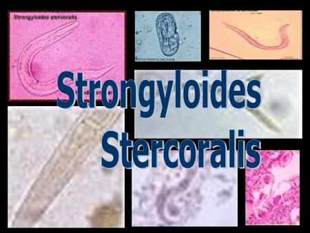 Strongyloides Stercoralis.