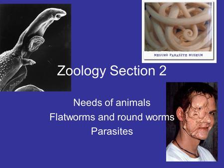 Zoology Section 2 Needs of animals Flatworms and round worms Parasites.