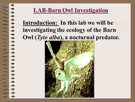 LAB-Barn Owl Investigation Introduction: In this lab we will be investigating the ecology of the Barn Owl (Tyto alba), a nocturnal predator.