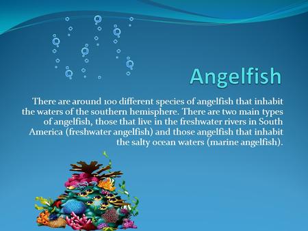 There are around 100 different species of angelfish that inhabit the waters of the southern hemisphere. There are two main types of angelfish, those that.