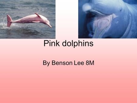 Pink dolphins By Benson Lee 8M. What are pink dolphins? Also known as the Chinese white dolphin and the Indo-Pacific humpback dolphin, the pink dolphins.