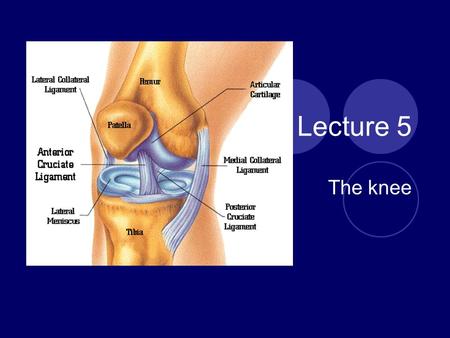 Lecture 5 The knee. Anatomy Review Knee joint -Particularly susceptible to injury because it is located between two long levers (Tibia and Femur) -Depends.