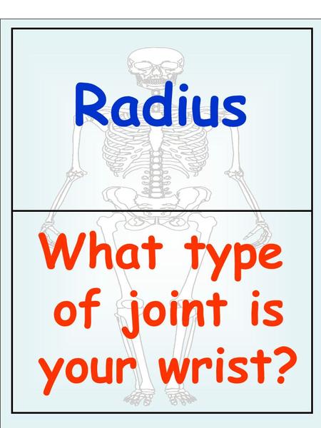 Radius What type of joint is your wrist?. Condyloid What function of the skeleton starts with B?