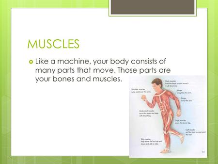 MUSCLES  Like a machine, your body consists of many parts that move. Those parts are your bones and muscles.