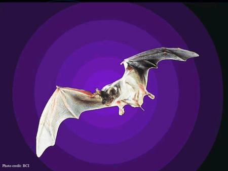 Photo credit: BCI. Going Bats A Classroom Lesson From the Mathematics & Science Center.