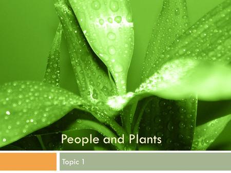People and Plants Topic 1. People and Plants  People use plants for things other than food.  Plants provide fibre  Fibre: tissue of plants from the.