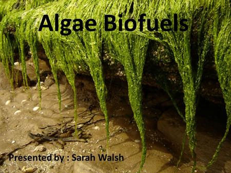 Algae Biofuels Presented by : Sarah Walsh. What is Algae? “Pond scum” Nearly 30,000 species of algae Range from giant kelp in the ocean to tiny microalgae.