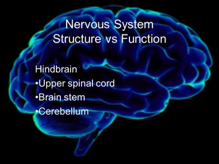 Nervous System Structure vs Function Hindbrain Upper spinal cord Brain stem Cerebellum.