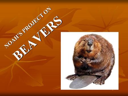 NOAH’S PROJECT ON BEAVERS. WHAT IS A BEAVER? Beavers are mammals, which means they are warm blooded, have teeth, bones and fur. Beavers are mammals, which.
