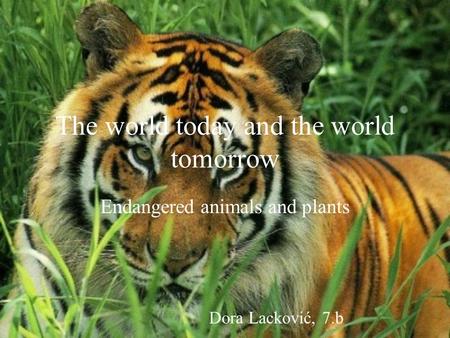 The world today and the world tomorrow Endangered animals and plants Dora Lacković, 7.b.