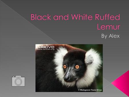  The Ruffed Lemur lives in the humid rainforests of Eastern Madagascar  The Black and White Ruffed Lemur has a black and white coat also known as a.