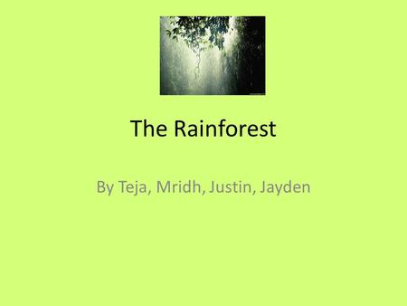 The Rainforest By Teja, Mridh, Justin, Jayden. World Location There are Rainforests in Australia, Africa, Asia, North America, and South America.