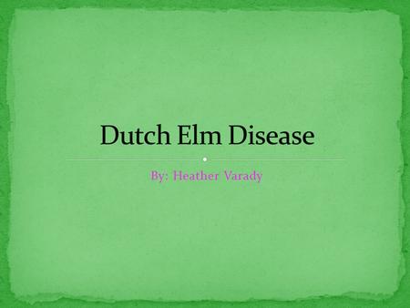 By: Heather Varady. Dutch Elm Disease is caused by a fungus Ophiostoma novo-ulmi. Discovered by 7 women scientists in 1917 in Holland. It’s place of origin.
