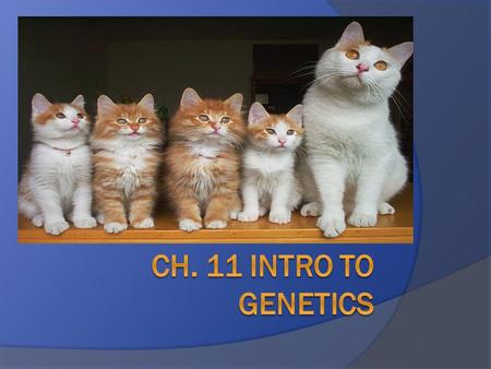 Ch. 11 Intro to Genetics.