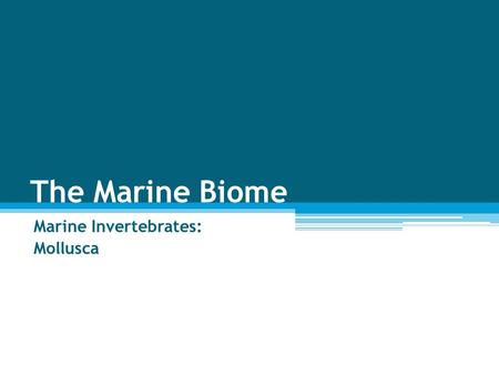 The Marine Biome Marine Invertebrates: Mollusca. Clams Mussels Snails Octopus Squid.