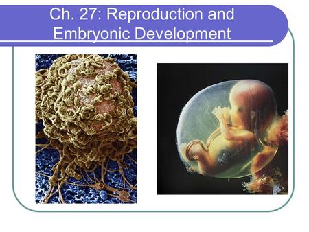 Ch. 27: Reproduction and Embryonic Development