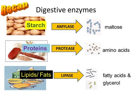 Digestive enzymes Recap Starch Proteins Lipids/ Fats maltose