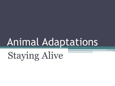 Animal Adaptations Staying Alive. The name of this fish is…?