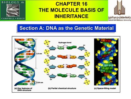 Section A: DNA as the Genetic Material CHAPTER 16 THE MOLECULE BASIS OF INHERITANCE.