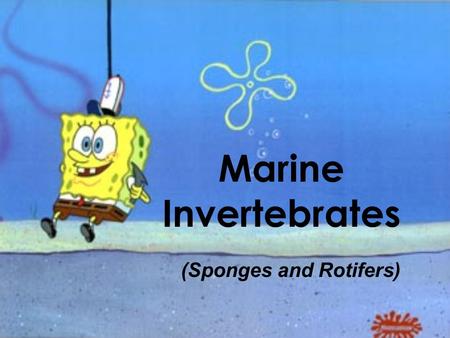 Marine Invertebrates (Sponges and Rotifers). Sponges 1.Sponges are multi-cellular, and come in many sizes, colors, and shapes. 2.Sponges have few specialized.