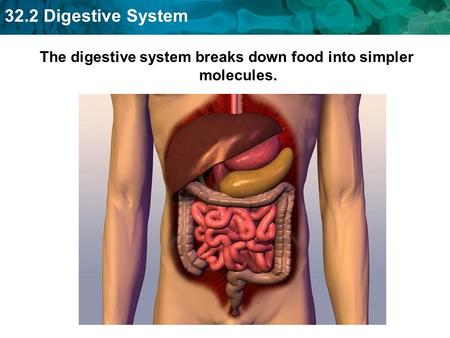 The digestive system breaks down food into simpler molecules.