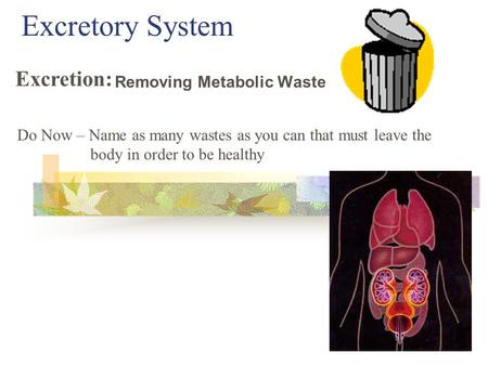28 - Excretion Removing Metabolic Waste