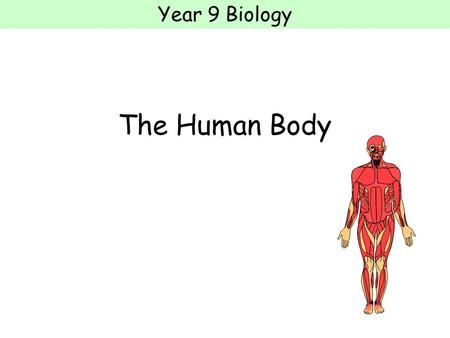 Year 9 Biology The Human Body. Year 9 Biology Cells, tissues, organs Organsims are made of cells A group of similar cells is called a tissue A group of.