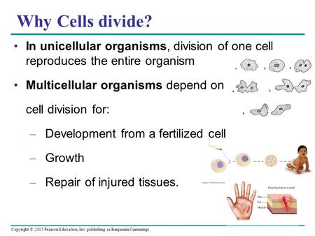 Copyright © 2005 Pearson Education, Inc. publishing as Benjamin Cummings Why Cells divide? In unicellular organisms, division of one cell reproduces the.