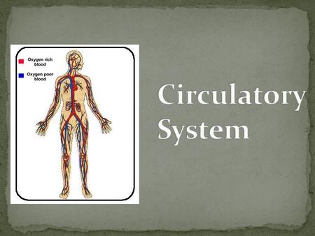 At this station you will: Learn the 3 main functions of the cardiovascular system. Learn the main parts of the cardiovascular system. Determine how much.