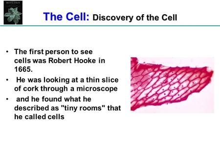 The Cell: Discovery of the Cell The first person to see cells was Robert Hooke in 1665. He was looking at a thin slice of cork through a microscope and.