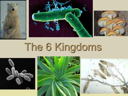 The 6 Kingdoms.