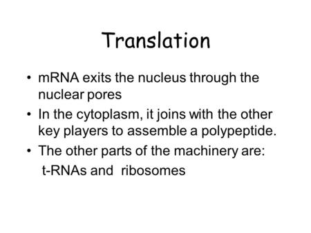 Translation mRNA exits the nucleus through the nuclear pores In the cytoplasm, it joins with the other key players to assemble a polypeptide. The other.