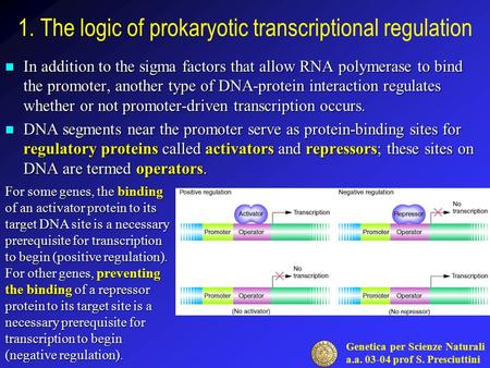 Genetica per Scienze Naturali a.a. 03-04 prof S. Presciuttini 1. The logic of prokaryotic transcriptional regulation In addition to the sigma factors that.